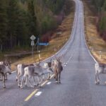 Un groupe de cerfs traverse la chaussée au milieu d'une forêt