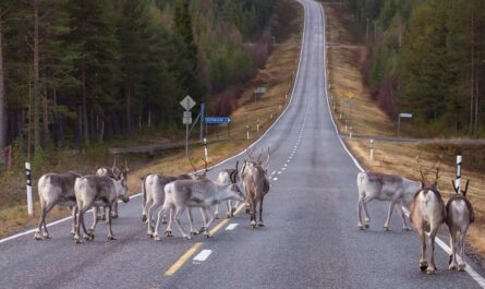 Un groupe de cerfs traverse la chaussée au milieu d'une forêt