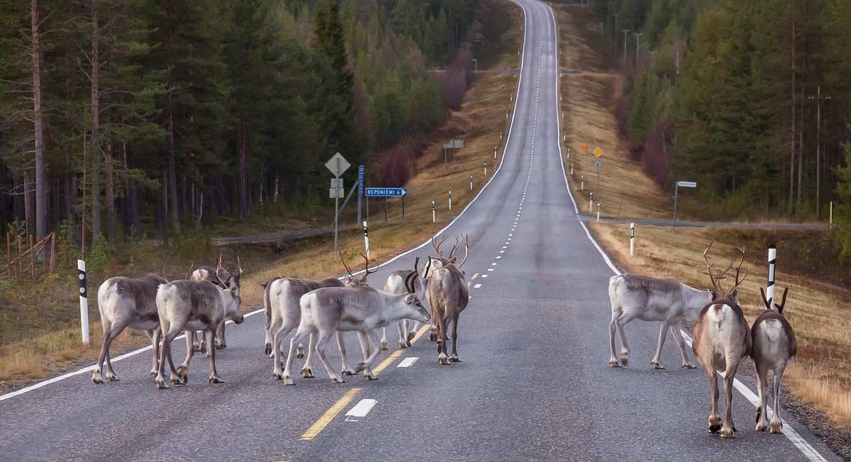 Un groupe de cerfs traverse la chaussée au milieu d'une forêt